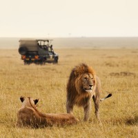 Viaje de incentivos safaris